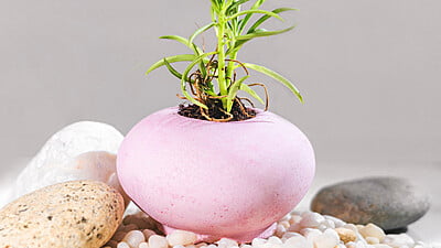 Nidha: Patra Pot