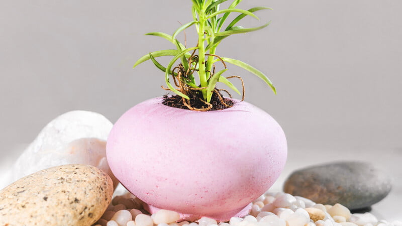 Nidha: Patra Pot Nidha: Patra Pot